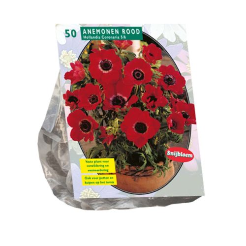 Anemone 'Hollandia' — pack of 50
