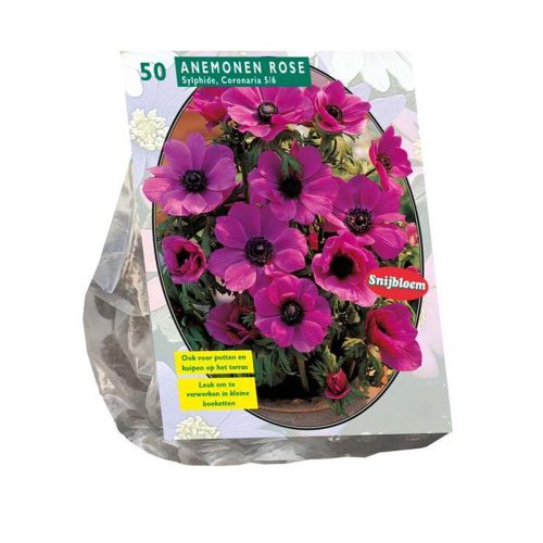 Anemone 'Sylphide' — pack of 50