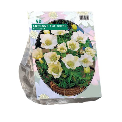 Anemone 'The Bride' — pack of 50
