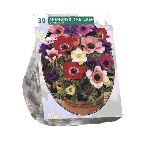 Anemone 'de Caen Mix' — pack of 30