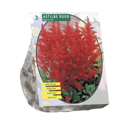 Astilbe Red — pack of 3