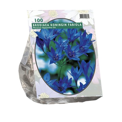 Brodiaea 'Fabiola' — pack of 100