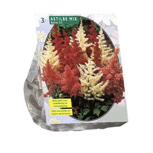 Astilbe Mix — pack of 3