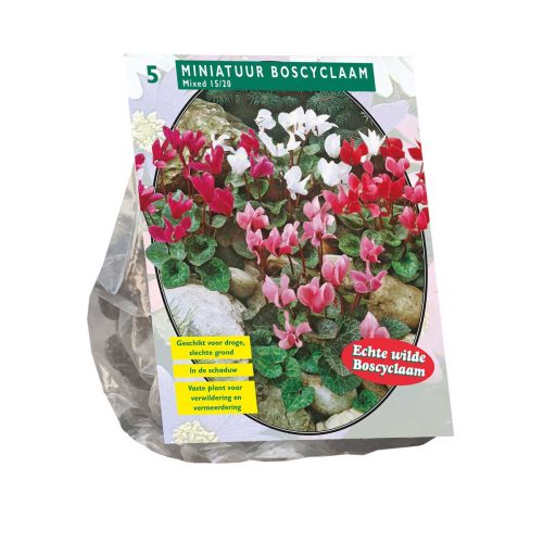 Cyclamen Mix — pack of 5