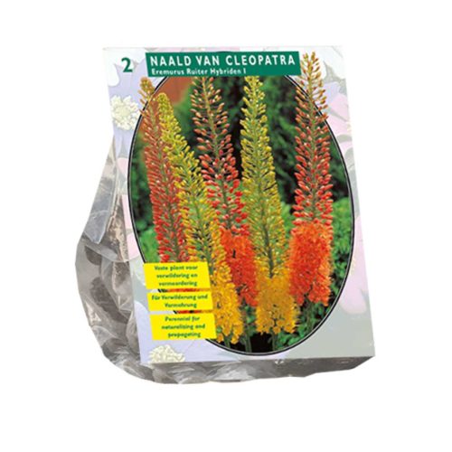 Eremurus 'Ruiter Hybrid Mix' — pack of 2