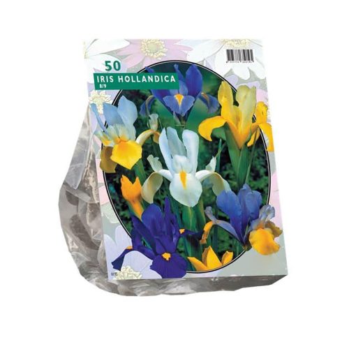 Dutch Iris (Iris 'Hollandica') — pack of 50