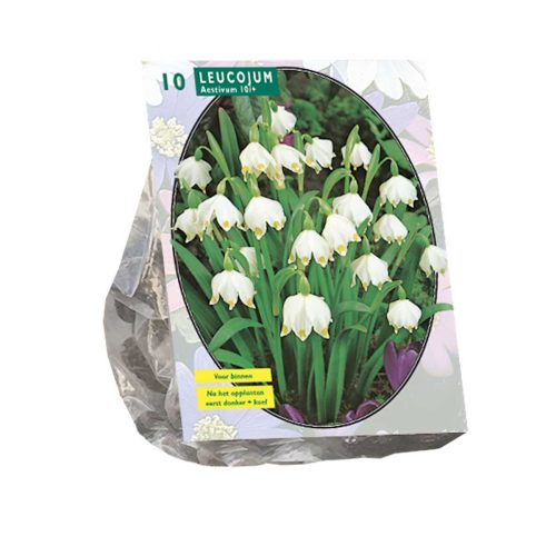 Spring Snowflake (Leucojum) — pack of 10