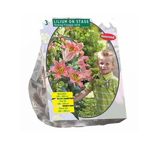 Lilium 'On Stage' — pack of 3