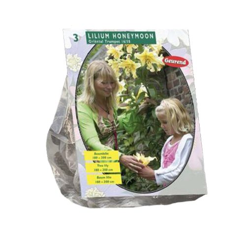 Lilium 'Honeymoon' — pack of 3