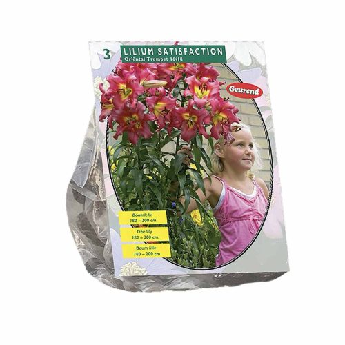 Lilium 'Satisfaction' — pack of 3