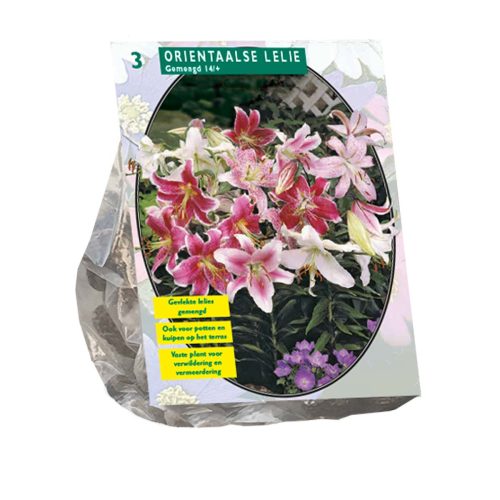 Lilium 'Oriental' Mix — pack of 3