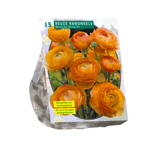 Ranunculus Orange — pack of 15