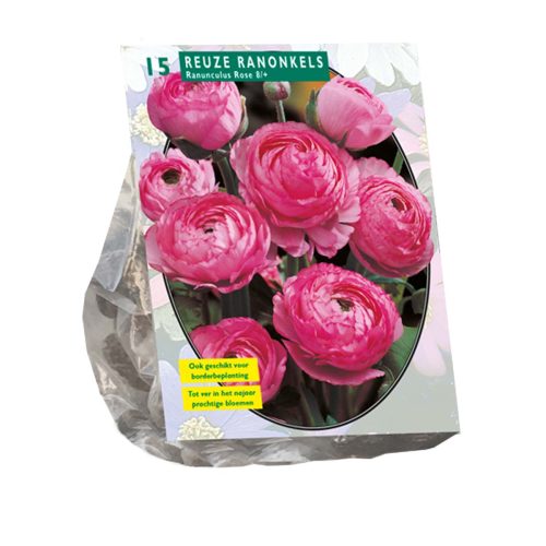 Ranunculus Pink — pack of 15