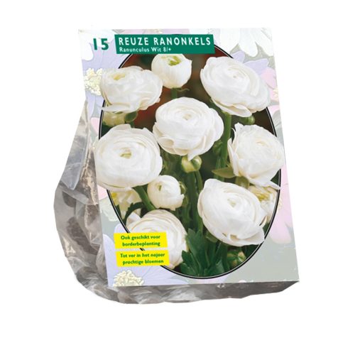 Ranunculus White — pack of 15