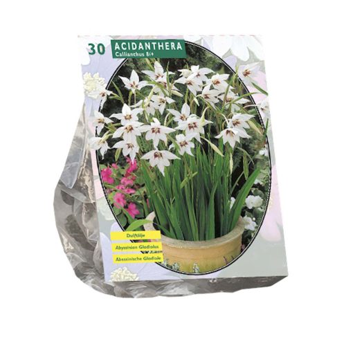 Acidanthera Bicolor — pack of 30