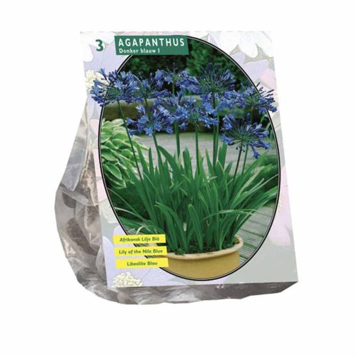 Agapanthus Dark Blue — pack of 3
