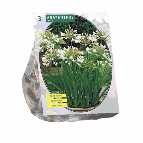 Agapanthus White — pack of 3