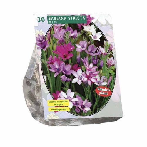 Babiana Stricta Mix — pack of 30