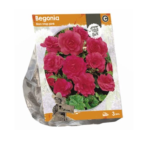 Begonia 'Double Pink' — pack of 5