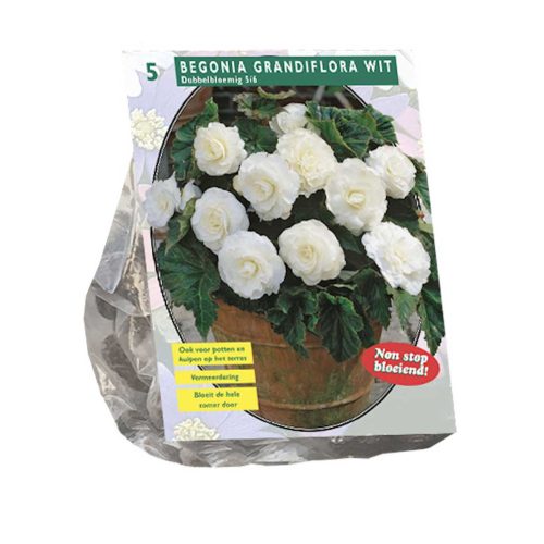Begonia 'Double White' — pack of 5