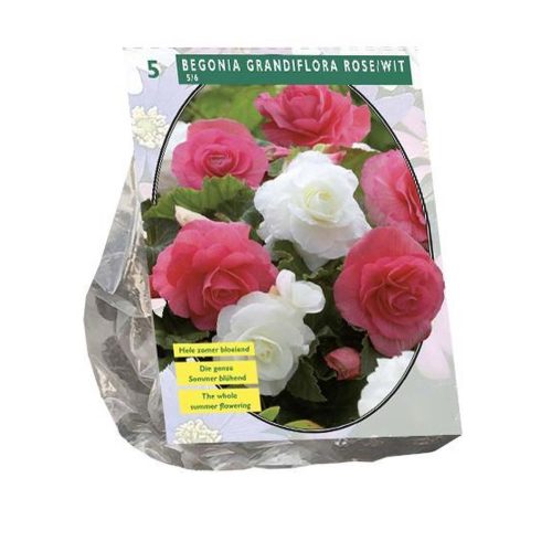 Pink and White Double Begonia — pack of 5