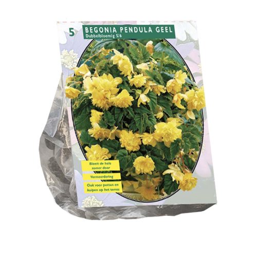 Begonia 'Pendula Yellow' — pack of 5