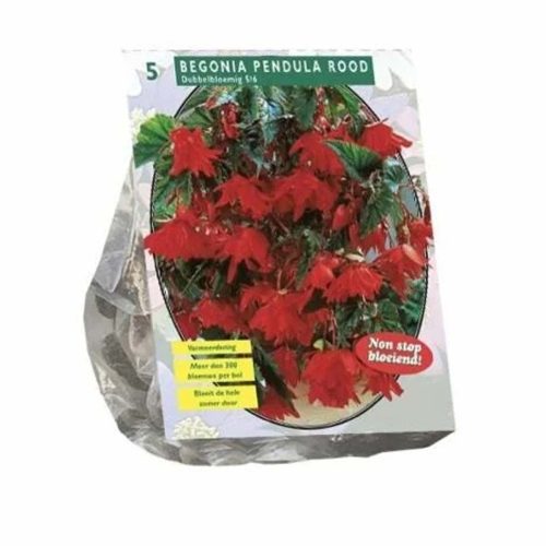 Begonia 'Pendula Red' — pack of 5
