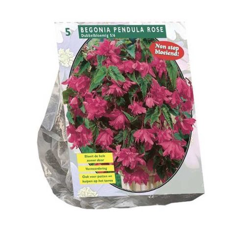 Begonia 'Pendula Pink' — pack of 5