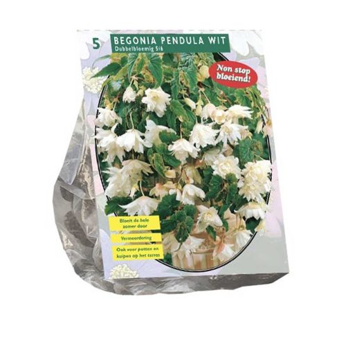 Begonia 'Pendula White' — pack of 5