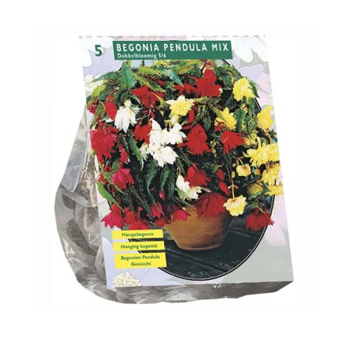 Begonia 'Pendula' Mix — pack of 5