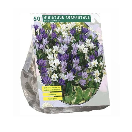 Brodiaea Mini Mix — pack of 50