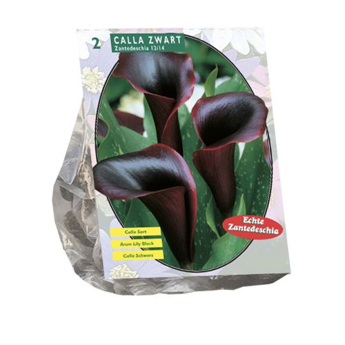 Calla Zantedeschia 'Odessa' — pack of 2
