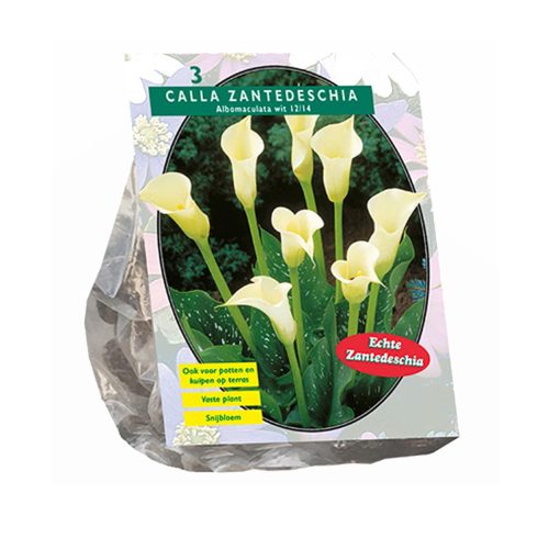 Calla Zantedeschia 'White' — pack of 3