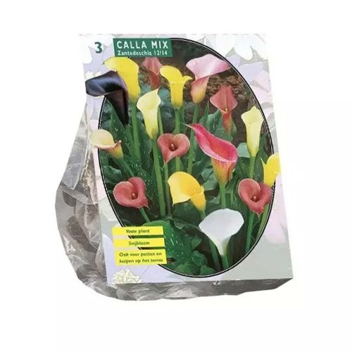 Calla Zantedeschia Mix — pack of 3