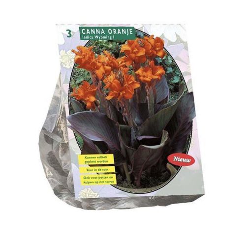 Canna Brown Leaved Orange — pack of 3