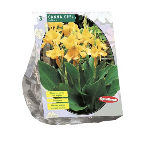 Canna Green Leaved Yellow — pack of 3