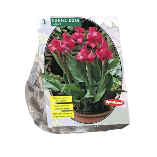 Canna Green Leaved Pink — pack of 3