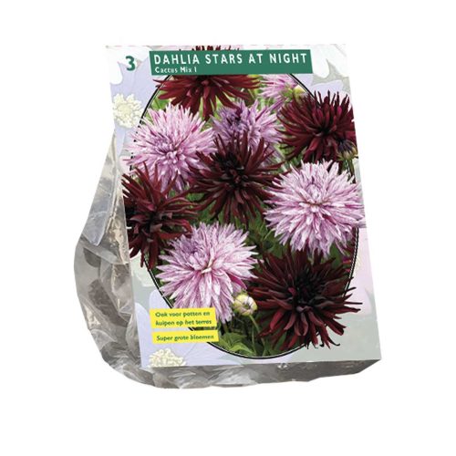 Dahlia 'Stars at Night' — pack of 3
