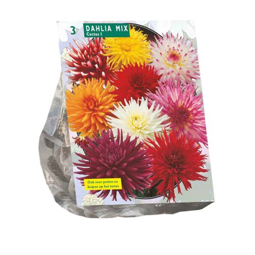 Dahlia 'Cactus' Mix — pack of 3