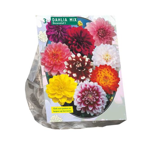 Dahlia Decorative Mix — pack of 3