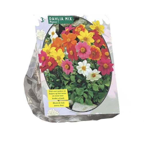 Dahlia 'Mignon' Mix — pack of 3