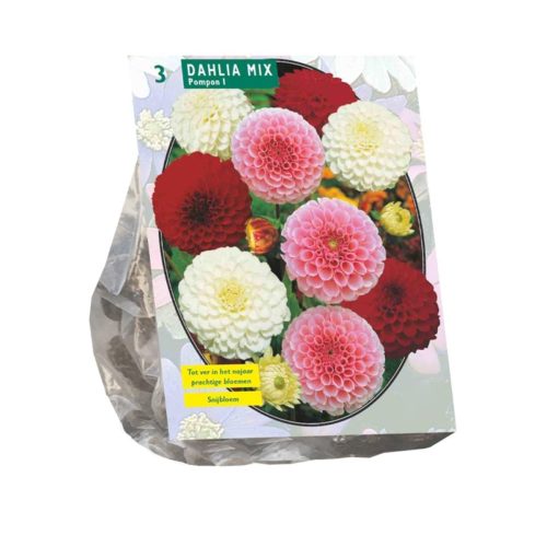 Dahlia 'Pompon' Mix — pack of 3