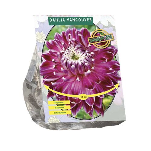 Dahlia 'Vancouver' — pack of 2