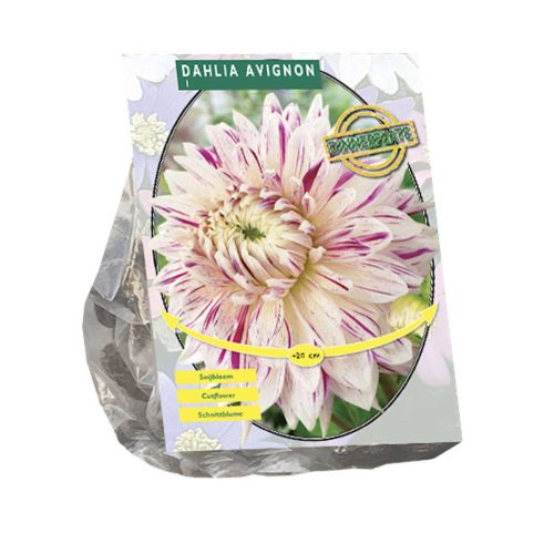 Dahlia 'Avignon' — pack of 2