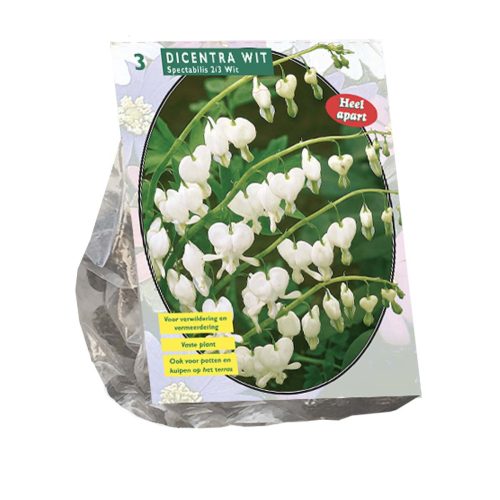 Lamprocapnos / Dicentra Spectabilis Alba (Bleeding Heart) — pack of 2
