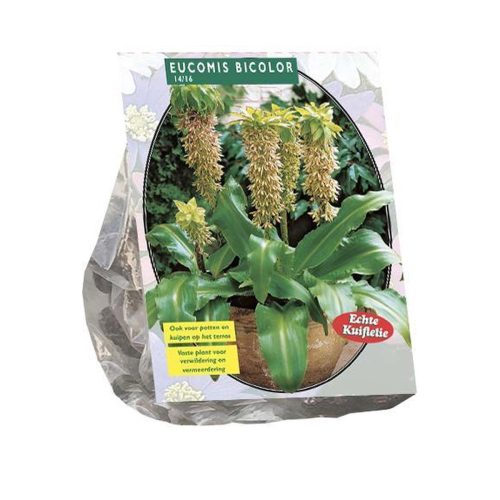 Eucomis Bicolor — pack of 3