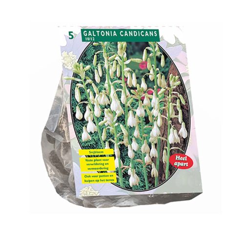Galtonia Candicans — pack of 5