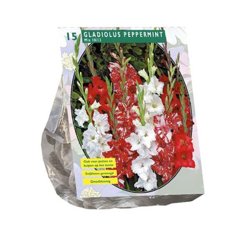 Gladiolus Peppermint Mix — pack of 15