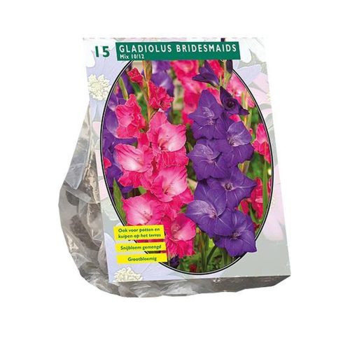 Gladiolus Bridesmaids Mix — pack of 15