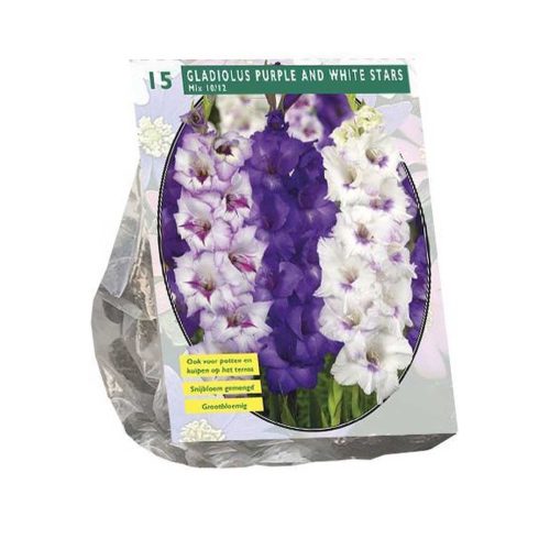 Gladiolus Purple and White Stars Mix — pack of 15